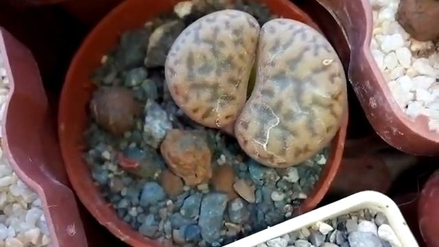 20.08.2018. Литопсы (Lithops) и их сеянцы. смотреть онлайн