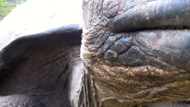 Гигантская черепаха заметила рядом с собой камеру смотреть онлайн