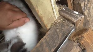 Почему кролики не набирают вес/Какой вес должен быть у кроликов/Диванный кроликовод