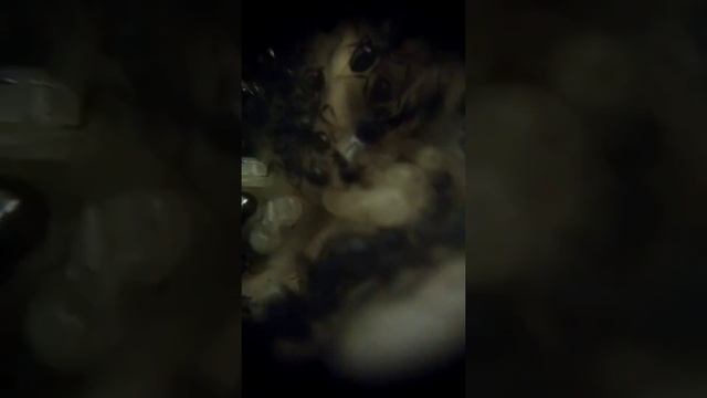 личинки муравьёв смотреть онлайн