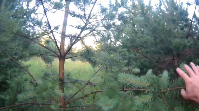 Венгерская выжла Адель, поиск смотреть онлайн