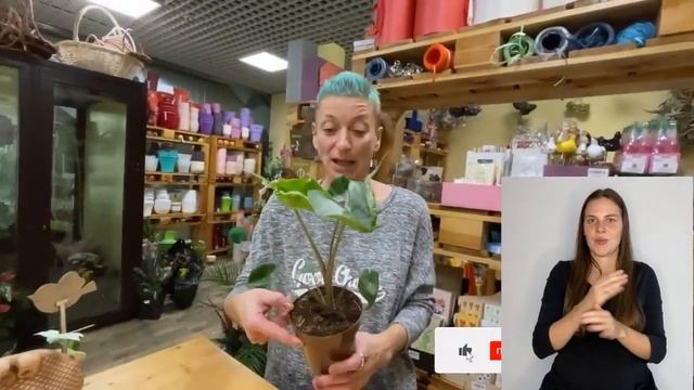 Алоказия Стингрей { СУРДОПЕРЕВОД } обзор сорта | Растение напоминающее морского ската смотреть онлайн