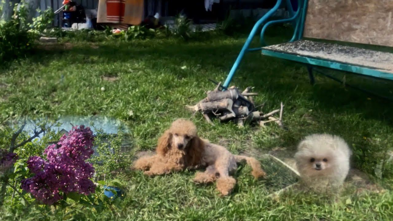 Влог из деревни постригли Пугачеву вспахали огород жизнь удалась смотреть онлайн