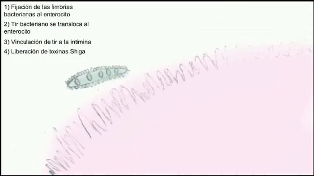 Escherichia Coli Enterohemorragica ECEH
