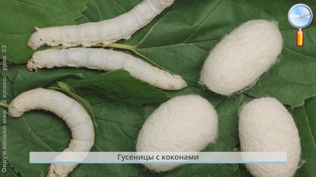 Окружающий мир 2 класс (Урок№33 - Впереди лето.) смотреть онлайн