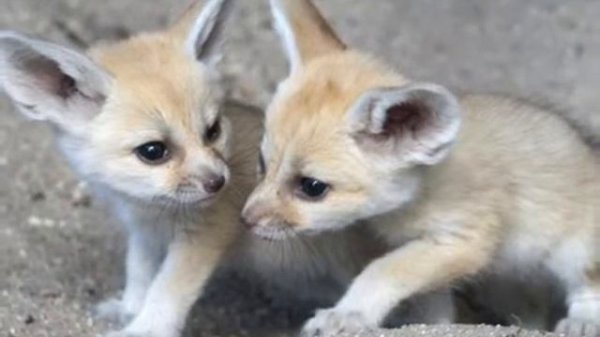 Фенек — Fenech