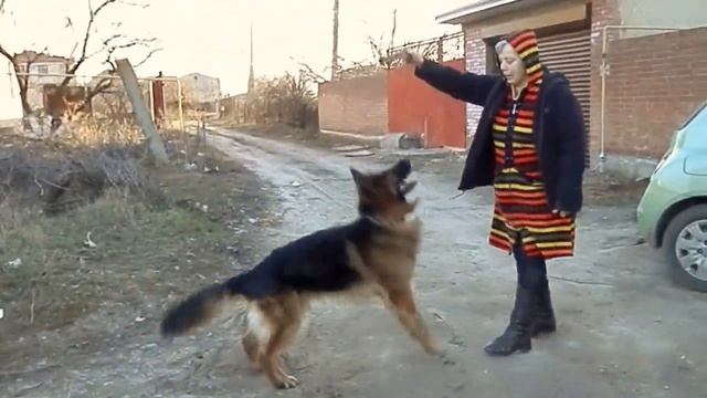 Длинношерстная немецкая овчарка Акай (Ральф), 4 года.Одесса. смотреть онлайн