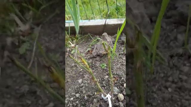 Саженцы роз спустя 2 недель после посадки. смотреть онлайн