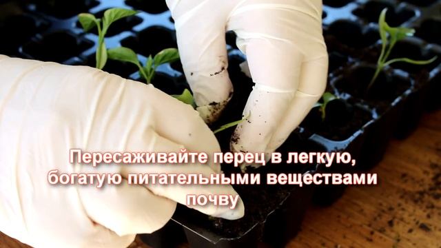 Как получить Большой Урожай Сладкого Перца: что любит Болгарский Перец - Подкормки и Секреты смотреть онлайн