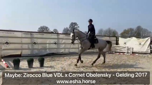 Maybe: ZIROCCO BLUE VDL x CORNET OBOLENSKY смотреть онлайн