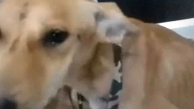 Умирая мама собака хотела последний раз накормить своих малышей! смотреть онлайн