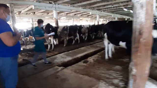 Отбор племенных нетелей на ферме КРС. продажа племенных нетелей холмогорской породы КРС.