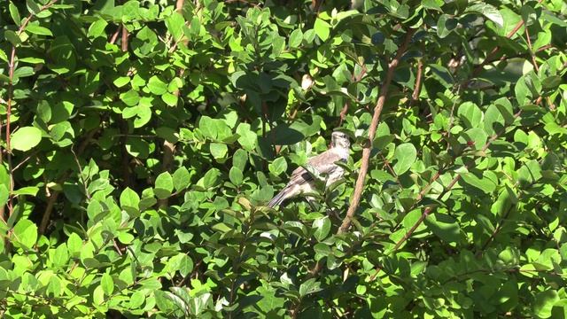 Young Mockingbird Test Video Canon XA55 смотреть онлайн