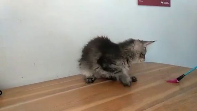 Черная тикированная девочка котёнок Мейн-кун, 3 месяца, в продаже на сайте Мейн-куны Москвы смотреть онлайн