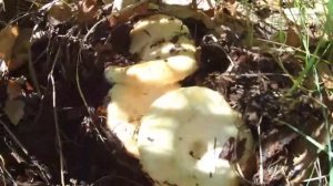 По грибным местам Мордовии.. За груздями