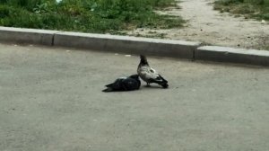 Довольный голубь устал или как трахаются голуби 2