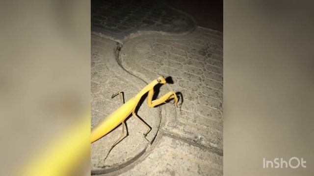 Как я ездил отдыхать на черное море.Природа Кабардинки обзор,достопримечательности смотреть онлайн