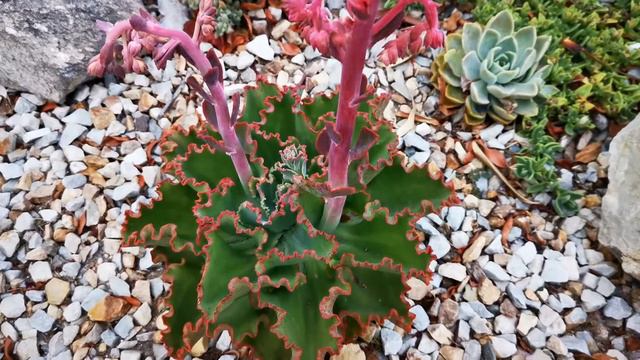 echeveria lady aqaurius hermanus смотреть онлайн