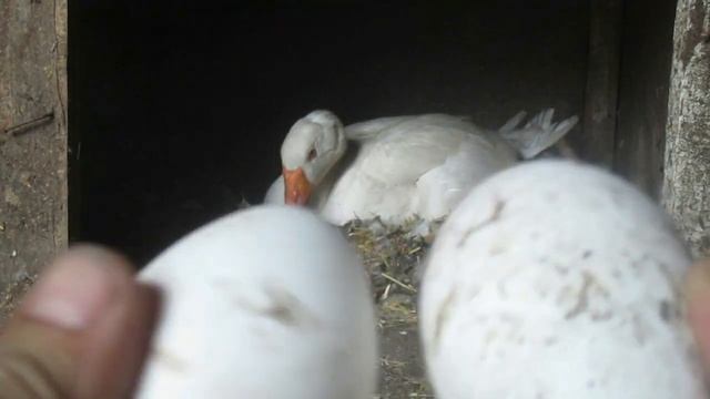 Гусыня села на гнездо и вывела гусят.Первая прогулка гусят.Семья в деревне.Деревенский канал. смотреть онлайн