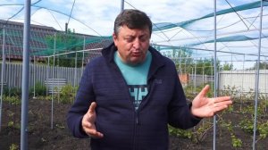 Репортаж из виноградника Шпак Владимира