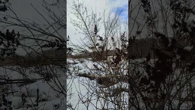 Лесопарк Лосиный остров возле Королева смотреть онлайн