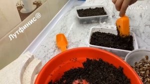 Посадка семян Долихоса