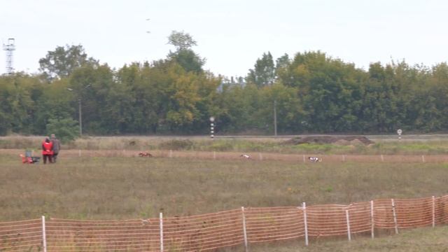 Уиппеты стандарт, кобели. ЧРКФ по рейсингу, 18.09.22, Раменское смотреть онлайн