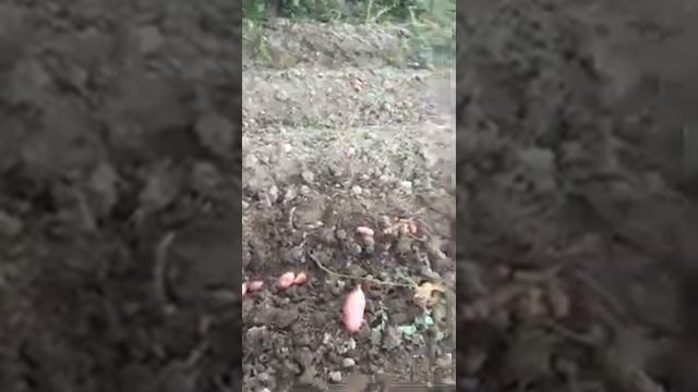 Универсал мотоблок (бензин мотор/дизель мотор)(картошка ковлаяпти) смотреть онлайн
