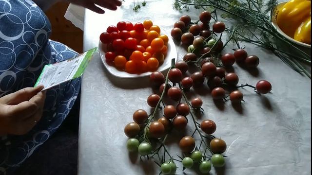 Черри Чёрный шоколад. Томат. Московская обл. смотреть онлайн