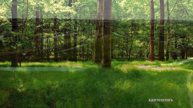 Славянская руническая Музыка / Музыка из Света и Снов / Гусли и Флейты - Кирилл Богомилов смотреть онлайн