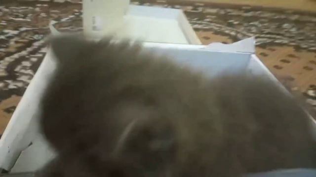 Котенок играет с коробкой смотреть онлайн