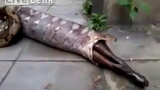 python vomits fully grown dog after eating смотреть онлайн