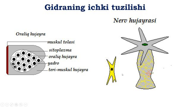 Bo`shliqichlilar Tipi || Ko`p Hujayrali Hayvonlar