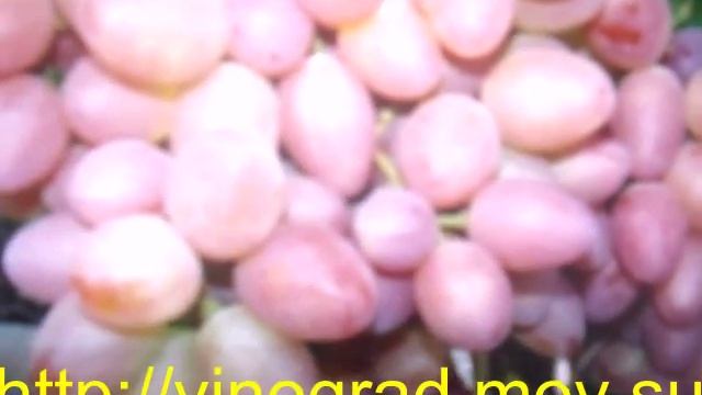 Виноград СОФИЯ смотреть онлайн