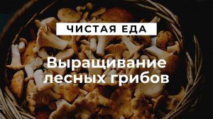 Выращивание лесных грибов // Читая еда