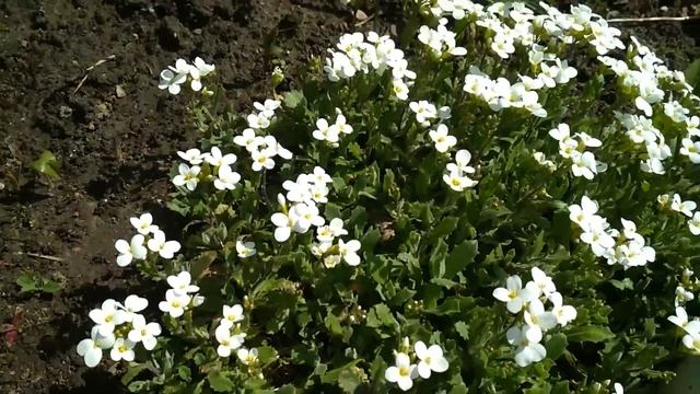 Примулы и другие цветы смотреть онлайн