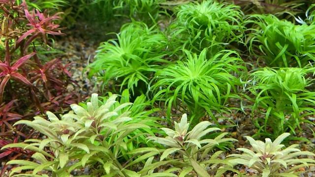 Выращивание ротал. Rotala Blood red и Rotala macrandra sp. Florida. смотреть онлайн