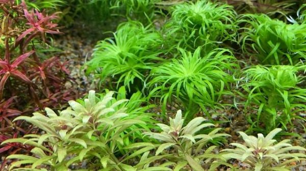 Выращивание ротал. Rotala Blood red и Rotala macrandra sp. Florida.