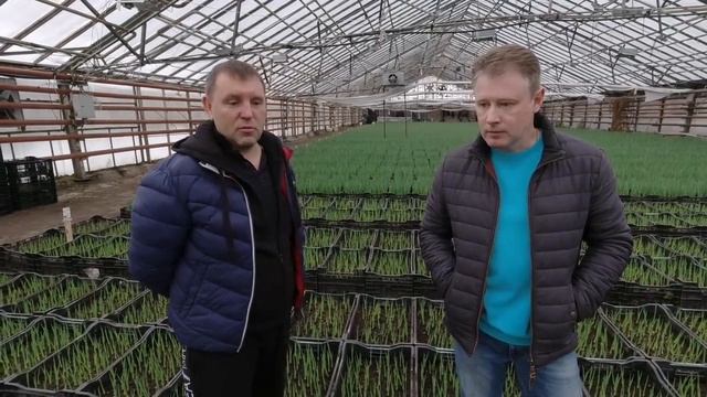 Ирисы зимой. Секреты 100% выгонки смотреть онлайн