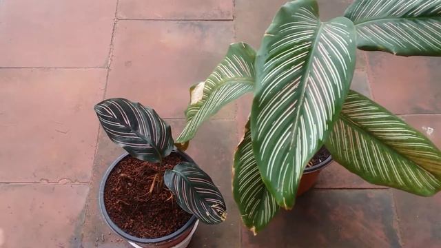 || CALATHEA ORNATA AND CALATHEA PINSTRIPE ROSEO LINEATA || GOEPPERTIA ||