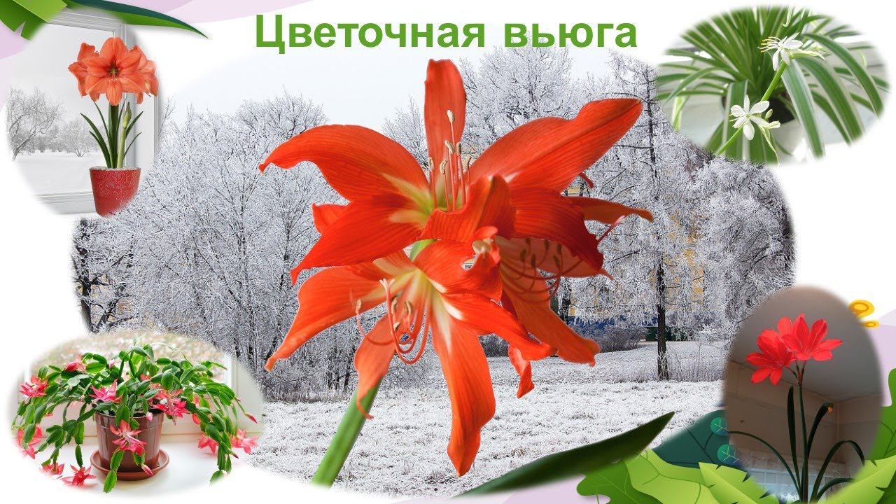Цветочная вьюга смотреть онлайн