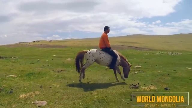 Как монголы объезжают лошадей смотреть онлайн