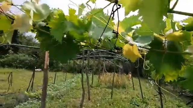 3 грозди на каждом побеге у куста винограда без поливов и подкормок. Как такое возможно? смотреть онлайн