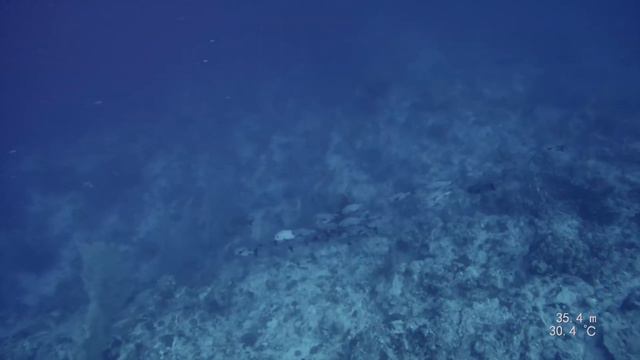 Сафари. сентябрь 2021. часть 2 смотреть онлайн