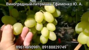 виноград Ландыш