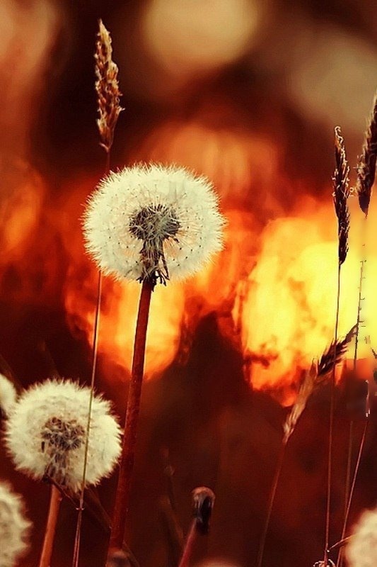 Добрый вечер ! Желаю доброго вечера! Открытка с добрым вечером!