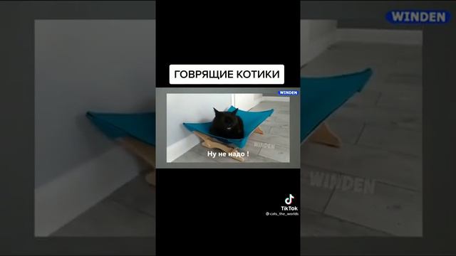 2 котика говорязщих из тикток смотреть онлайн