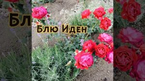 РОЗЫ на Урале ! Мой горький опыт и реалии сегодня!#розы#лучшиерозыдляурала