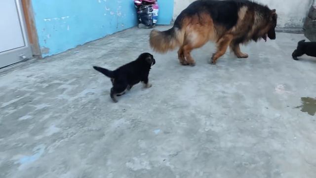 German Shepherd Longcoat Puppy for Sale | Father |Doggyz World смотреть онлайн