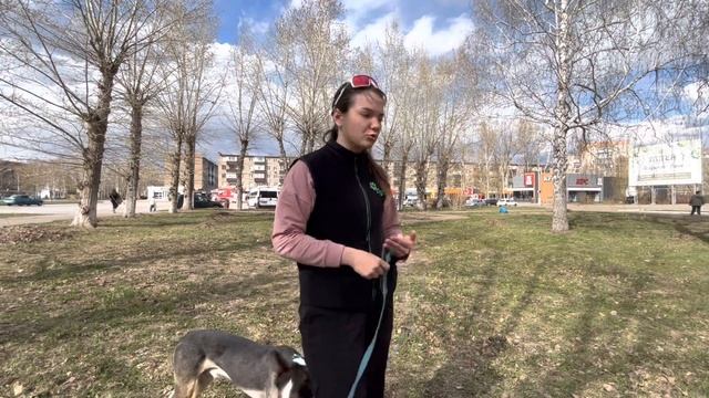 Как отучить собаку кидаться на других? Учим фокусироваться на хозяине смотреть онлайн